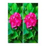 Nura Botanik 2 Adet Canlı Fuşya Renk Çiçekli Ortanca Fidanı, 30-60 cm, Tüplü Hydrangea