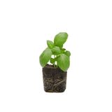 Nura Botanik 2 Adet Geniş Yapraklı Yeşil Reyhan Fidesi (5-10 Cm) (Tohum Değildir Fidedir)