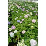 Nura Botanik 2 Adet Pembe Çiçekli Ortanca Fidanı, 30-55 cm, Tüplü, Pink Hydrangea