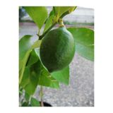 Nura Botanik 2 Yaş Aşılı 7 Veren Mayer Limon Fidanı, Saksılı, Bol Verimli