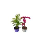 Nura Botanik 2'Li Balkon Seti, Mini Areka + Çingene Şalvarı Çiçeği