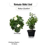 Nura Botanik 2'li Kokulu Bitki Seti, Filbahri ve Gardenya Çiçeği, Bahçe Balkon Çiçeği, 40-60 cm