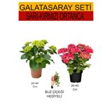 Nura Botanik 2'Li Sarı-Kırmızı Ortanca + Hediyelik Buz Çiçeği, 20-40 cm