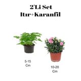 Nura Botanik 2'Li Set İtır Çiçeği Gül Damlası + Pembe Karanfil Balkon Dış Mekan Bitkisi