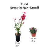 Nura Botanik 2'Li Set Kırmızı Oya Ağacı Fidanı + Karanfil Dış Mekan Bitkisi