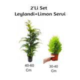 Nura Botanik 2'Li Set Leylandi + Limon Servi Fidanı, Dış Mekan Bitkisi