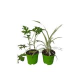 Nura Botanik 2'Li Set Mini Itır + Mini Kurdele (5-10 cm) İç/Dış Mekan Bitkisi