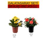 Nura Botanik 2'Li Set Sarı Kalanşo + Kırmızı Japon Gülü