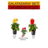 Nura Botanik 2'Li Set Sarı-Kırmızı Dahliya Çiçeği, Pembe Gül Fidanı