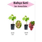 Nura Botanik 2'Li Set Sarı-Kırmızı Üzüm Fidanı, 20-50 cm, Aşılı Meyve Fidanı