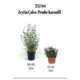 Nura Botanik 2'Li Set Zeytin Çalısı + Pembe Karanfil Çiçeği Dış Mekan Bitkisi