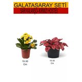 Nura Botanik 2'Li Takım Seti Sarı Kalanşo + Kırmızı Hostes Çiçeği, 10-30 cm