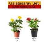 Nura Botanik 2'Li Takım Seti Sarı-Kırmızı Gül Dış Mekan Bitkisi, 20-50 cm