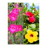 Nura Botanik 3 Renk Japon Gülü, 30-50 cm, 3 Adet Saksılı Çiçekli Dış Mekan Bitkisi, Hibiscus Rosa-sinensis