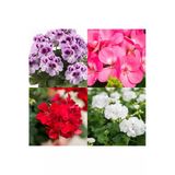 Nura Botanik 3'lü Karışık Renk Sakız Sardunya Çiçeği, 20-30 cm, Tüplü, Geranium