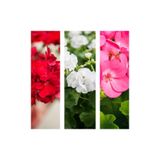 Nura Botanik 3'lü Karışık Renk Sardunya Çiçeği, 20-30 cm Saksılı, Pelargonium