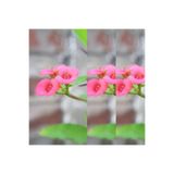 Nura Botanik 3'lü Pembe Dikenler Tacı Çiçeği, 10-20 cm, Tüplü, Euphorbia milii