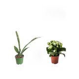 Nura Botanik 3'lü Set, Kılıç Beyaz Kalanşo Pembe Gül Fidanı, 10-30 cm