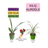 Nura Botanik 3'Lü Set Kılıç Kurdele Çiçeği Kırmızı Gül Fidanı, 10-30 cm