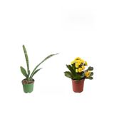 Nura Botanik 3'lü Set Kılıç Sarı Kalanşo Mezem Çiçeği, 10-30 cm, Hediyelik