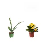 Nura Botanik 3'lü Set Kılıç Sarı Kalanşo Pembe Gül Fidanı, 10-30 cm