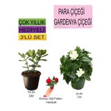 Nura Botanik 3'lü Set Para Çiçeği, Gardenya Çiçeği, Kırmızı Gül Fidanı