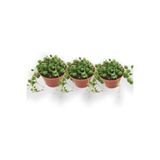 Nura Botanik 3'lü Tesbih Çiçeği (İnci Tanesi) Senecio Rowleyanus
