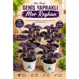 Nura Botanik 4 Adet Geniş Yapraklı Mor Reyhan Fidesi (5-10 Cm) (Tohum Değildir Fidedir)