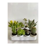Nura Botanik 4'lü Bitki Seti, Aloe Vera, Para Kaktüsü, Sukulent, Taş Kaktüsü, Benjamin, Ayı Pençesi