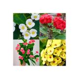 Nura Botanik 4'lü Karışık Renk Dikenler Tacı Çiçeği, 10-15 cm Tüplü, Euphorbia Milii