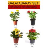 Nura Botanik 4'Lü Takım Seti Sarı-Kırmızı Gül ve Sarı-Kırmızı Kalanşo Çiçeği