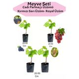 Nura Botanik 4'lü Üzüm Seti, Cadı Parmağı, Kırmızı, Sarı, Royal Üzüm Fidanı, 20-50 cm