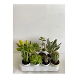 Nura Botanik 8'li Bitki Seti, Aloe Vera, Para, Sukulent, Kaktüs, Benjamin, Ayı Pençesi
