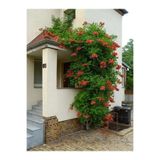 Nura Botanik Acem Borusu Sarmaşığı Fidanı (Campsis Radicans), 1-2 Yaş, 20-40 cm, Bahçe ve Çit Bitkisi