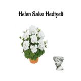 Nura Botanik Açık Beyaz Sardunya Çiçeği, Helen Saksı Hediyeli