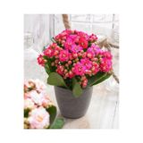 Nura Botanik Açık Pembe Canlı Kalanchoe Çiçeği Saksılı, İthal, Küçük Saksı