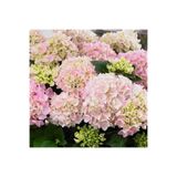 Nura Botanik Açık Pembe Ortanca Çiçeği Fidanı, 35-50 cm, Saksılı, Hydrangea