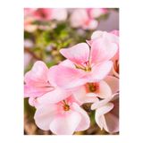 Nura Botanik Açık Pembe Sardunya Çiçeği, 30-40 cm, Saksılı, Geranium