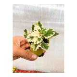 Nura Botanik Adaçayı Kokulu Beyaz Alacalı Sukulent Çiçeği, 5-15 cm Saksılı, Çiçekli Bodur Succulent