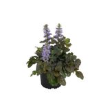 Nura Botanik Ajuka Mayasıl Otu, Arı Kovanı Yüksük Otu, 1 Adet Saksılı, 10-20 cm, Bahçe Bitkisi