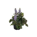 Nura Botanik Ajuka Mayasıl Otu, Arı Kovanı Yüksük Otu, 1 Adet Saksılı, 10-20 cm, Bahçe Bitkisi