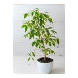 Nura Botanik Alacalı Benjamin Bitkisi, 80-100 cm, Ficus Starlight, 1 Adet
