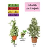 Nura Botanik Alacalı Beyaz Benjamin Bitkisi, Hedera Helix Sarmaşığı, Itır Çiçeği, 3'lü Set