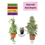 Nura Botanik Alacalı Beyaz Benjamin Bitkisi, Hedera Helix Sarmaşığı, Telgraf Çiçeği, 3'lü Set