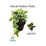 Nura Botanik Alacalı Hedera Helix Duvar Ağacı Sarmaşığı, Saksılı, 20-40cm, Para Yeşim Çiçeği Hediye
