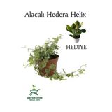 Nura Botanik Alacalı Hedera Helix Duvar Ağacı Sarmaşığı, Saksılı, 30-40cm, Para Yeşim Çiçeği Hediye Seti