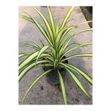 Nura Botanik Alacalı Renk Kurdele Çiçeği Saksılı 20-40cm