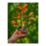 Nura Botanik Alev Ağacı Çit Bitkisi Alev Çiçeği Fidanı Photinia Red Robin 20-30 cm