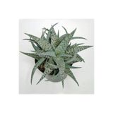 Nura Botanik Aloe White Beauty Sukulent Bitkisi