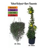 Nura Botanik Altın Yakut Kolyesi Çiçeği Askılı Saksıda + Sarı Yasemin Çiçeği Fidanı 2'li Bahçe Seti